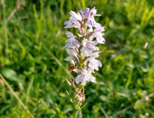 Common spotted orchid Dactylorhiza fuchsii - Cradle Valley Seaford - July 2021