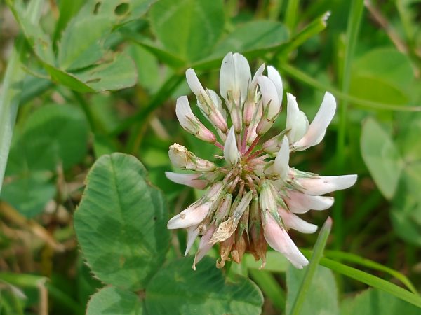 White clover Trifolium repens pollinated flowers Pett Sussex July 2021