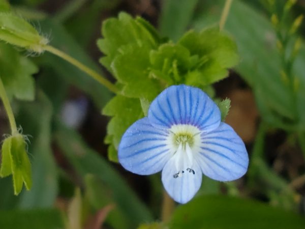 common field speedwell flower veronica persica rye harbour may 2021