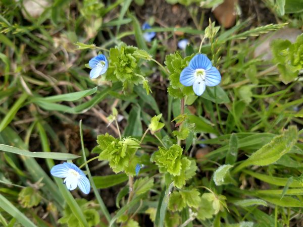 common field speedwell veronica persica rye harbour may 2021