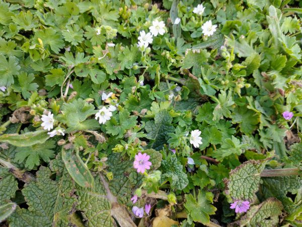 doves foot cranesbill Geranium molle white and pink martello field seaford may 2021