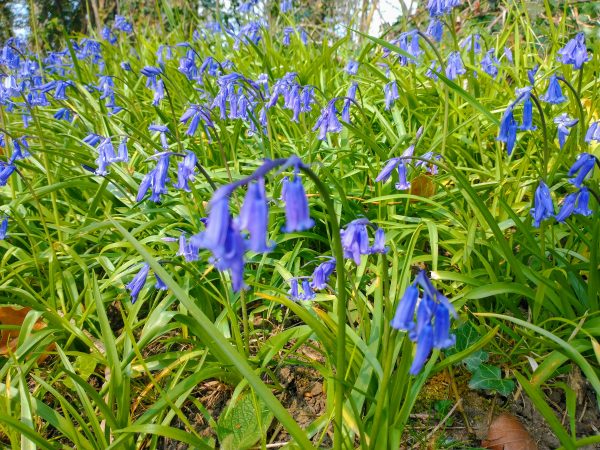 english bluebells hyacinthoides non-scripta alfriston rd seaford apr 2021