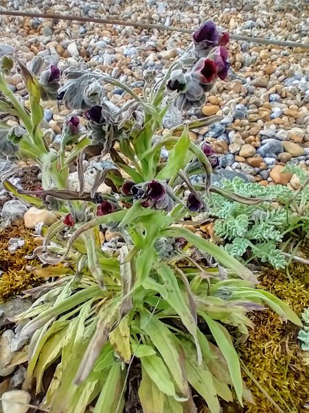 hounds tongue cynoglossum officinale rye harbour may 2021