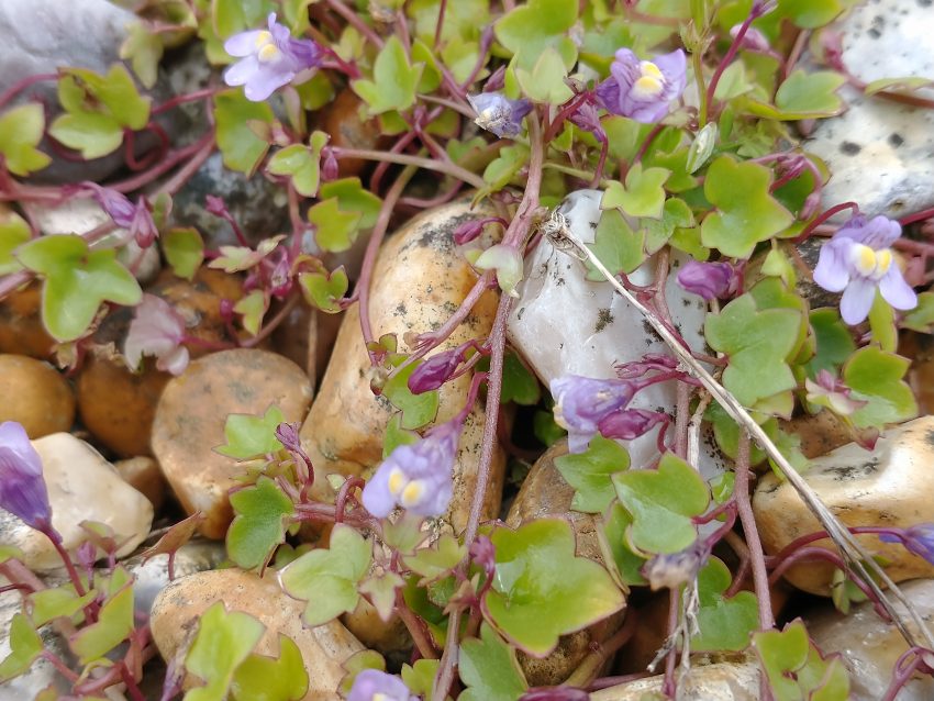 ivy leaved toadflax glechoma hederacea