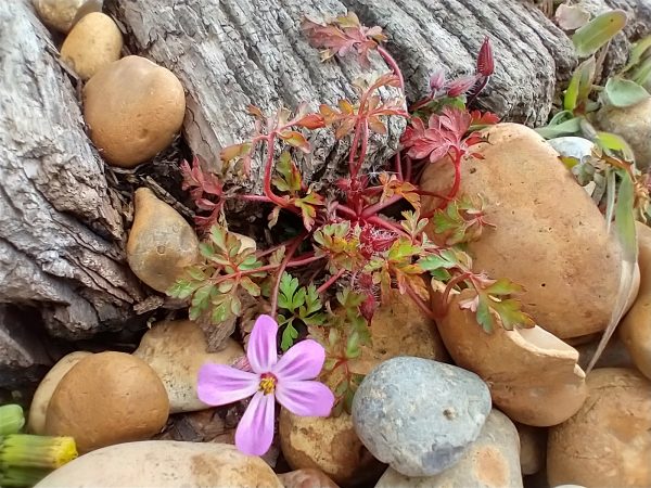 maritime herb robert geranium robertianum rye harbour may 2021