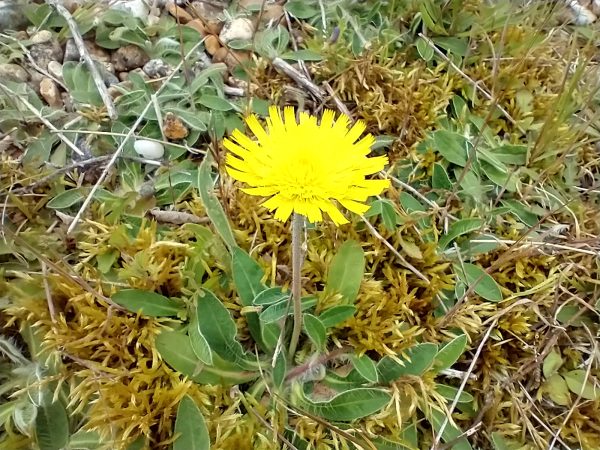 mouse ear hawkweed foliage pilosella officinarum rye harbour may 2021