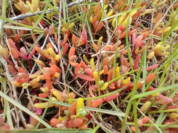 possible Purple glasswort seedlings Salicornia ramosissima rye harbour may 2021