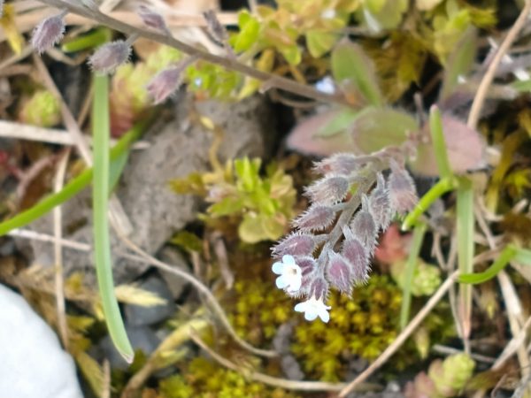 early forget me not myosotis ramosissima rye harbour may 2021