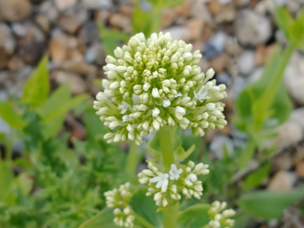red valerian white form centranthus ruber rye harbour may 2021