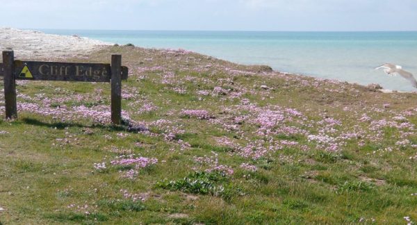 sea pink armeria maritima splash point seaford may 2021