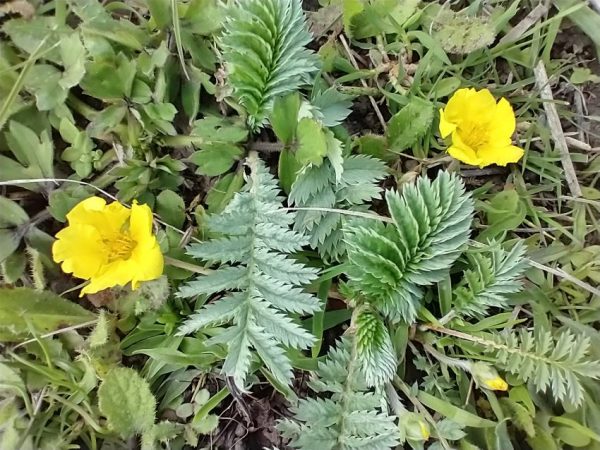 silverweed potentilla anserina rye harbour may 2021