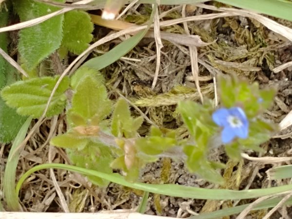 speedwell leaves poss veronica polita rye harbour may 2021