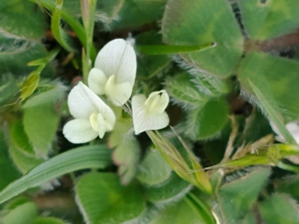 subterranean clover flowers trifolium subterraneum camber castle rye may 2021