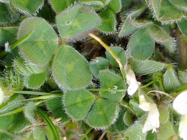 subterranean clover hairy leaves trifolium subterraneum camber castle rye may 2021
