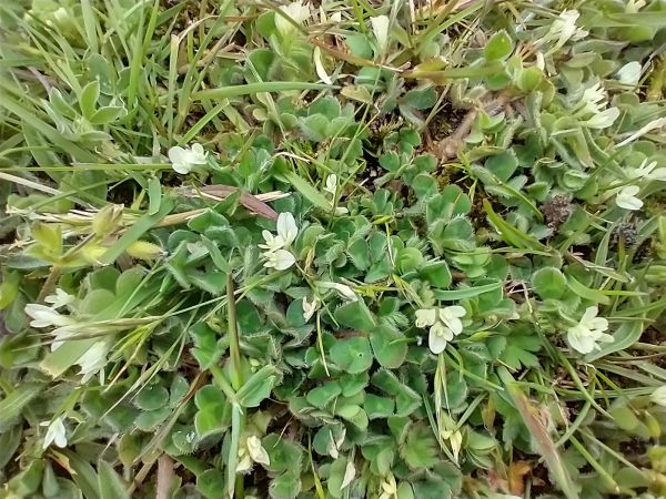 subterranean clover trifolium subterraneum camber castle rye may 2021