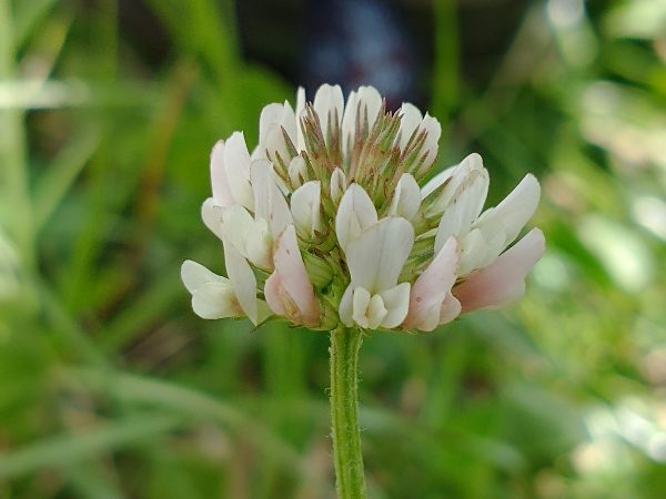 white clover trifolium repens pett sussex july 2021