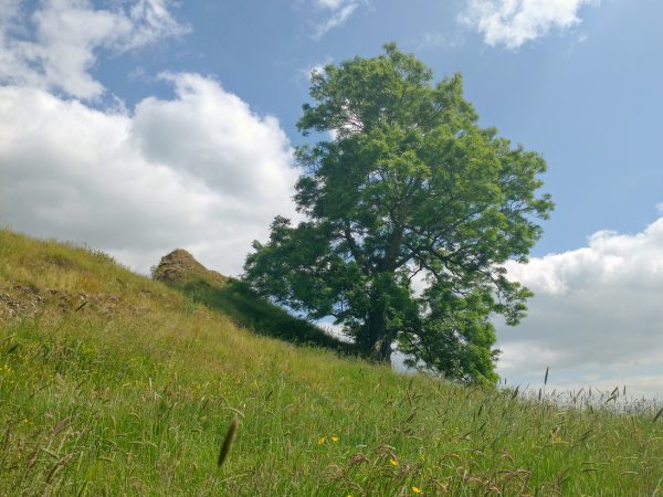 Tree pilsbury castle derbyshire Jun 2021
