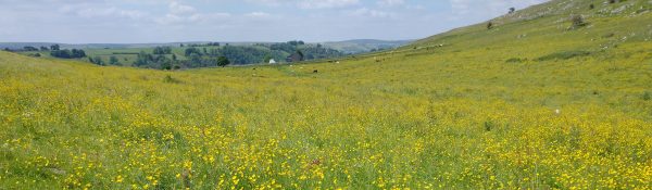 buttercup meadow upper dove dale derbyshire june 2021