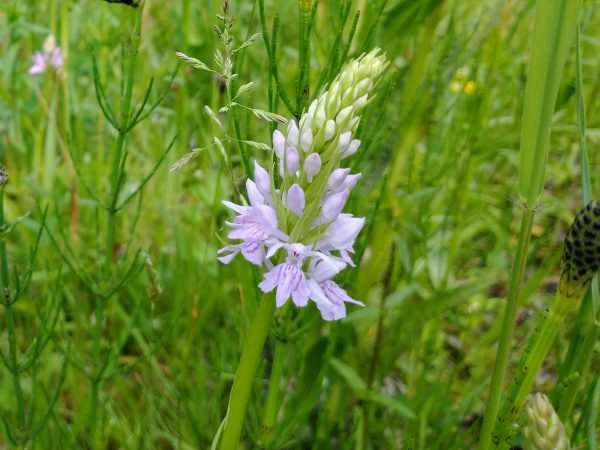 common spotted orchid dactylorhiza fuchsii kirkby moor lincs june 2021