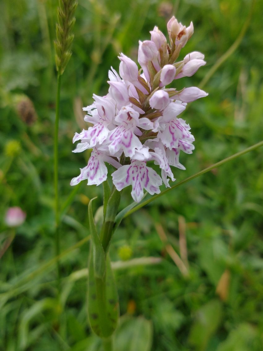 dactylorhiza-species-marsh-and-spotted-orchids-photographing