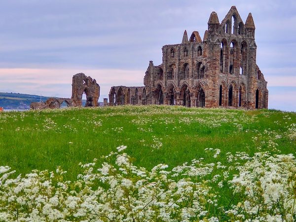 cow parsley anthriscus sylvestris whitby abbey jun 2021