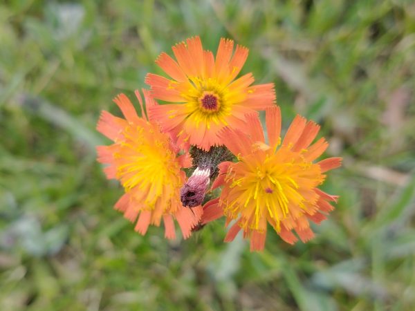 fox and cubs flowers pilosella aurantiaca Hartington Derbys June 2021