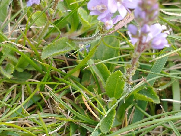 heath speedwell leaves veronica officinalis solomons temple buxton jun 2021