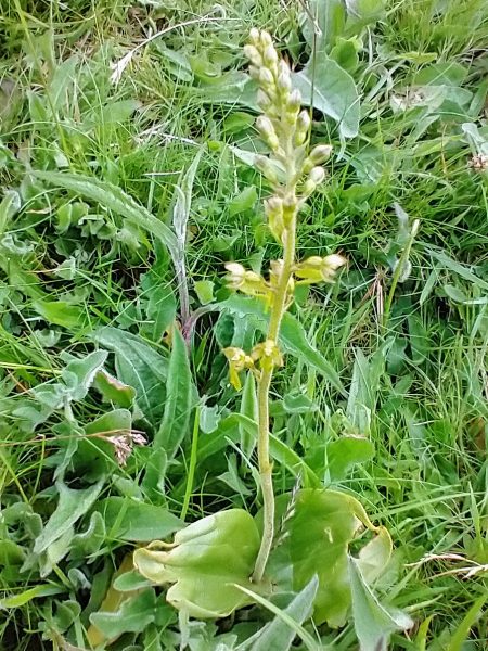 twayblade orchid neottia ovata solomons temple buxton jun 2021