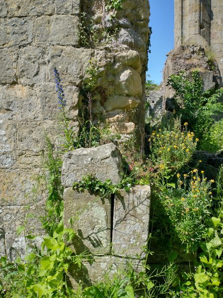 wallflower vipers bugloss Jervaulx Abbey June 2021