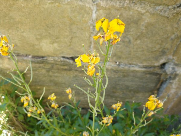 wallflowers erysimum cheiranthus cheiri jervaulx abbey june 2021