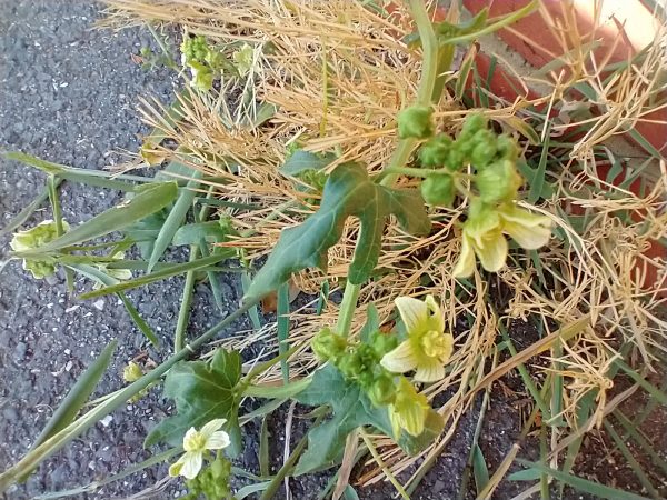 white bryony bryonia dioica Seaford pavement june 2021