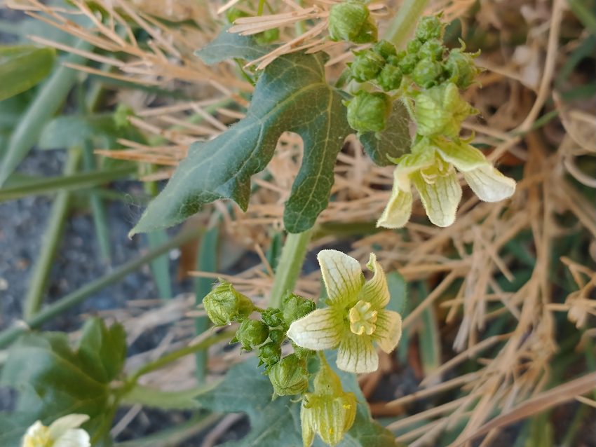 white bryony flowers bryonia dioica Seaford pavement june 2021