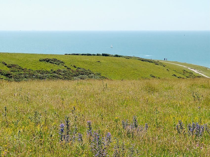 Coastal chalk grassland Gayles Farm Sussex Jul 2021