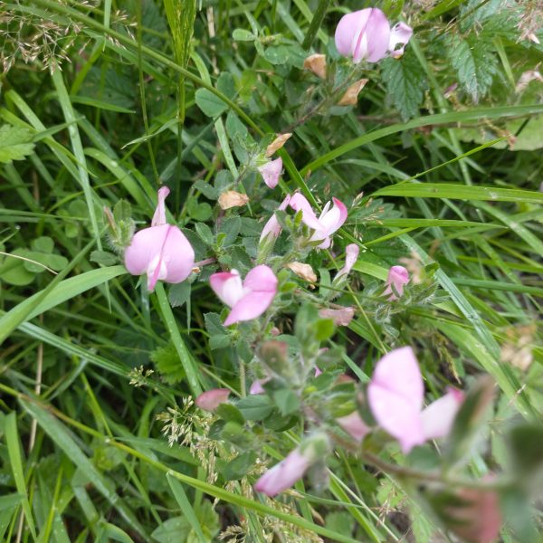 Common Restharrow flowers Ononis repens Cradle Valley Seaford Jul 2021