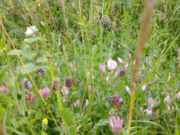 Common Restharrow meadow Ononis repens Cradle Valley Seaford Jul 2021