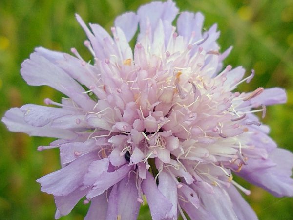 Field Scabious flower knautia arvensis Cradle Valley Seaford Jul 2021