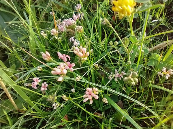 Squinancywort Asperula cynanchica Cradle Valley Seaford Jul 2021