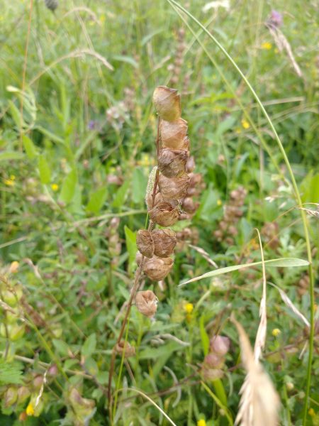 Yellow Rattle Rhinanthus Minor seed pods Cradle Valley Seaford Jul 2021