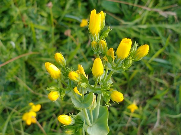 Yellow-wort flowers Blackstonia perfoliata Cradle Valley Seaford Jul 2021