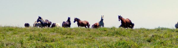 horses Gayles Farm Sussex Jul 2021