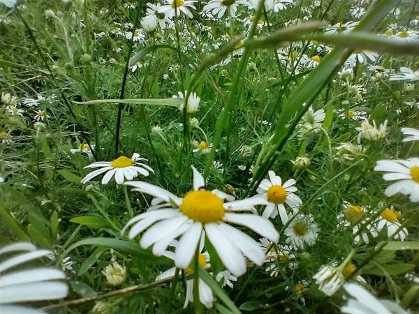 mayweed or chamomile flowers high and over seaford jul 2021