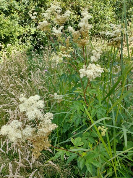 meadowsweet leaves filipendula ulmaria behind Shepherds Hut Ringmer Sussex Jul 2021