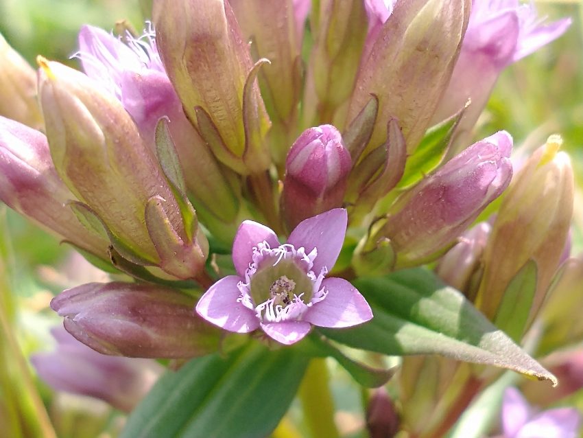 Late August flowers in Seaford Head Nature Reserve