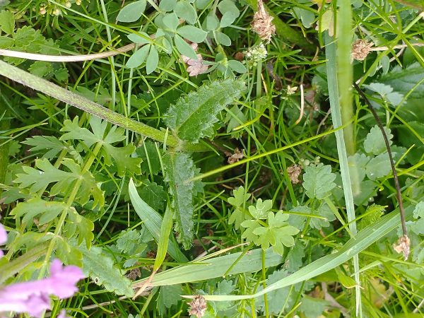 Betony leaf and stem Stachys officinalis Seaford Head Aug 2021