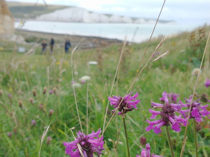 Betony seven sisters Stachys officinalis Seaford Head Aug 2021