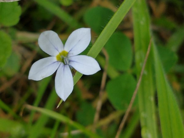 Blue Star Creeper flower Pratia pedunculata Guestling Wood Sussex Jul 2021