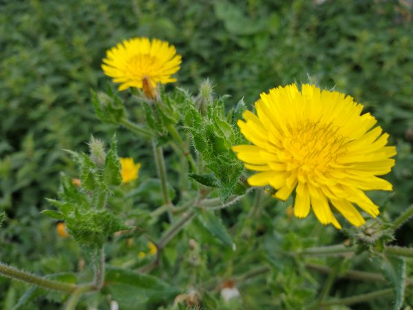 Bristly oxtongue Picris echioides parkside rd seaford sep 2021