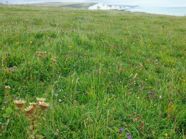Carline Thistle short grass Carlina vulgaris Seaford Head Seven Sisters Aug 2021