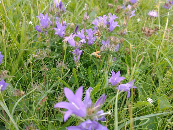 Clustered Bellflower patch Campanula glomerata Seaford Head Aug 2021