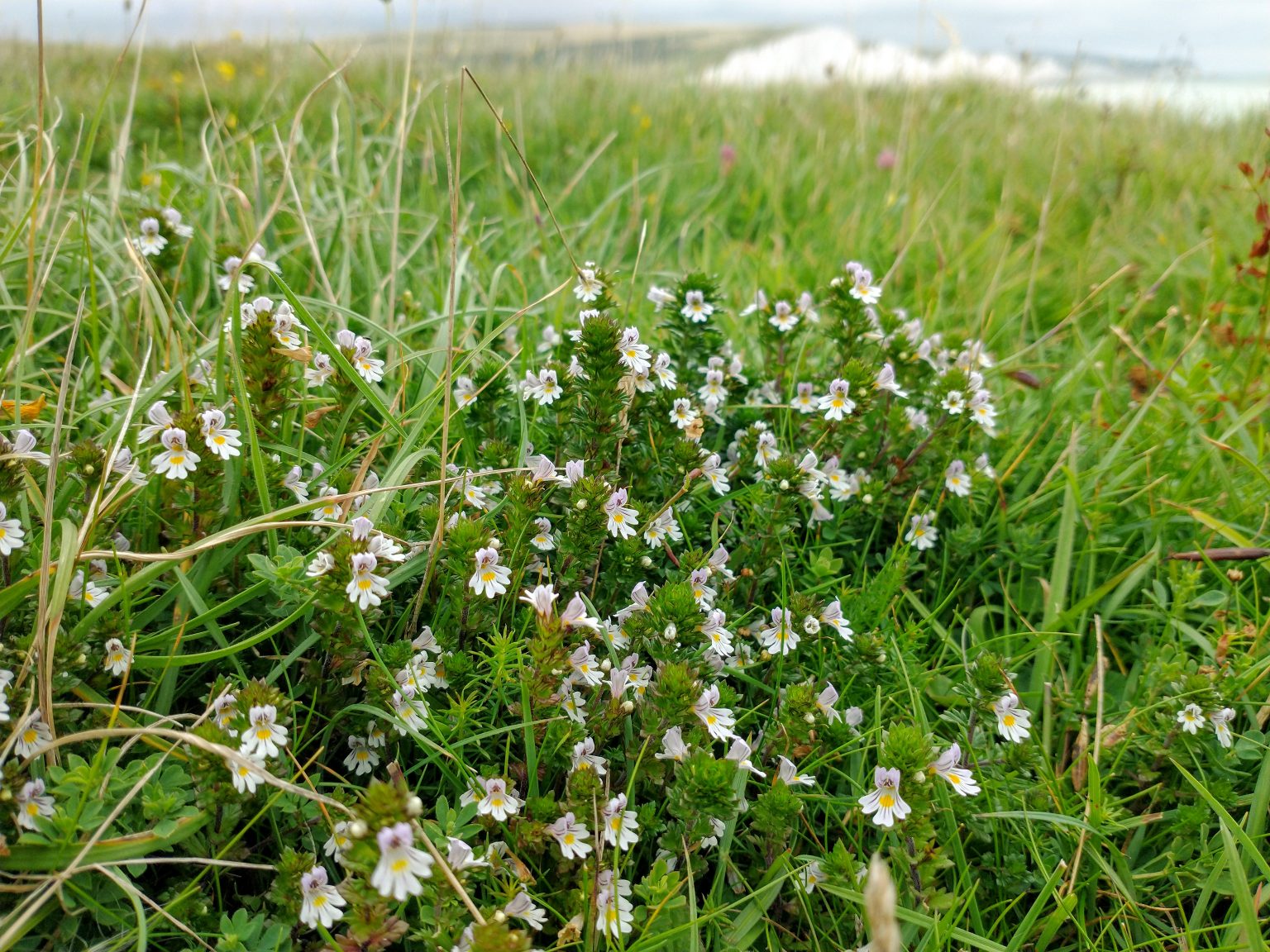 Chalk Grassland Habitat Photographing Wildflowers chalk-grassland-habitat-photographing-wildflowers